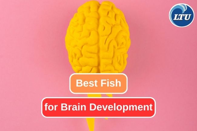 The Best Fish for Excellent Brain Development